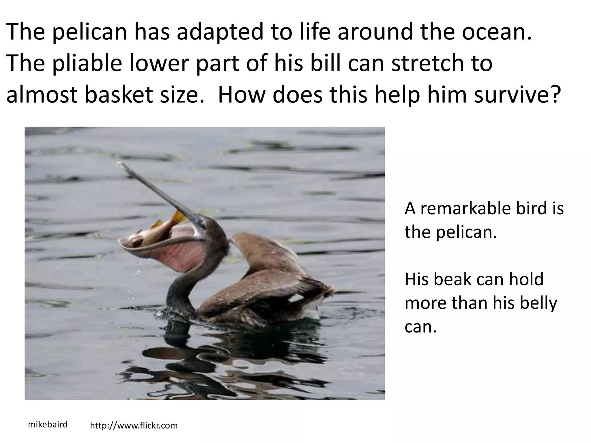 mikebaird http://www.flickr.com
The pelican has adapted to life around the ocean.
The pliable lower part of his bill can stretch to
almost basket size. How does this help him survive?
A remarkable bird is
the pelican.
His beak can hold
more than his belly
can.
 