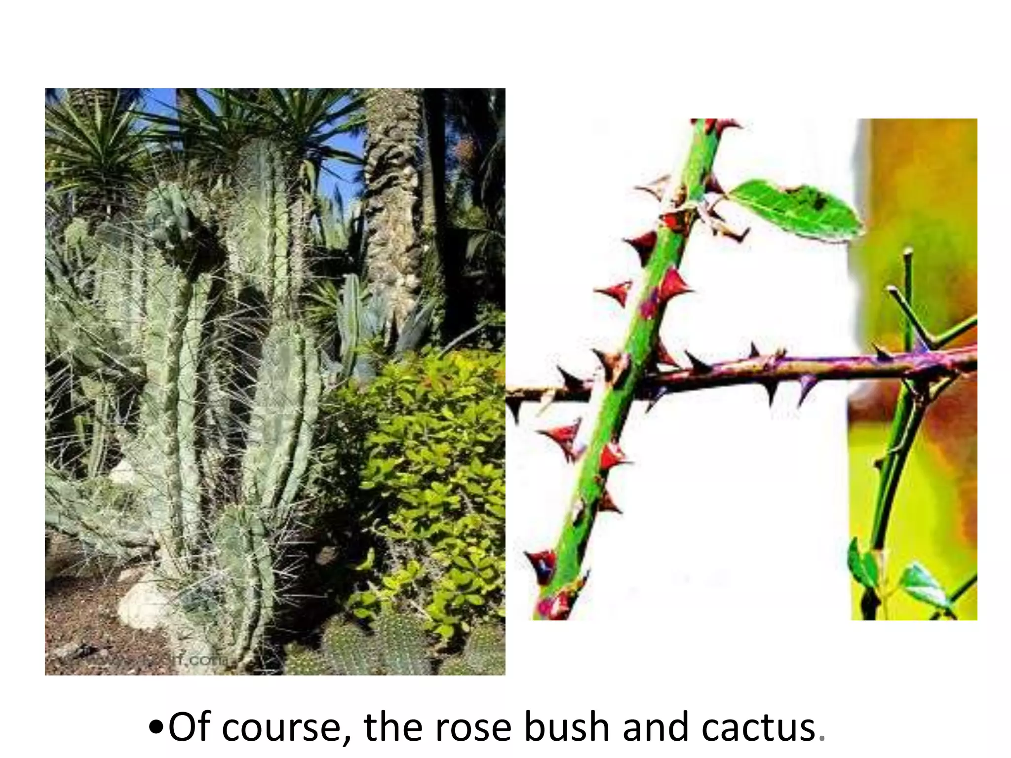 •Of course, the rose bush and cactus.
 