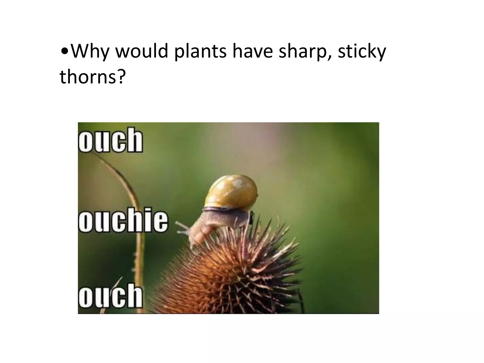 •Why would plants have sharp, sticky
thorns?
 