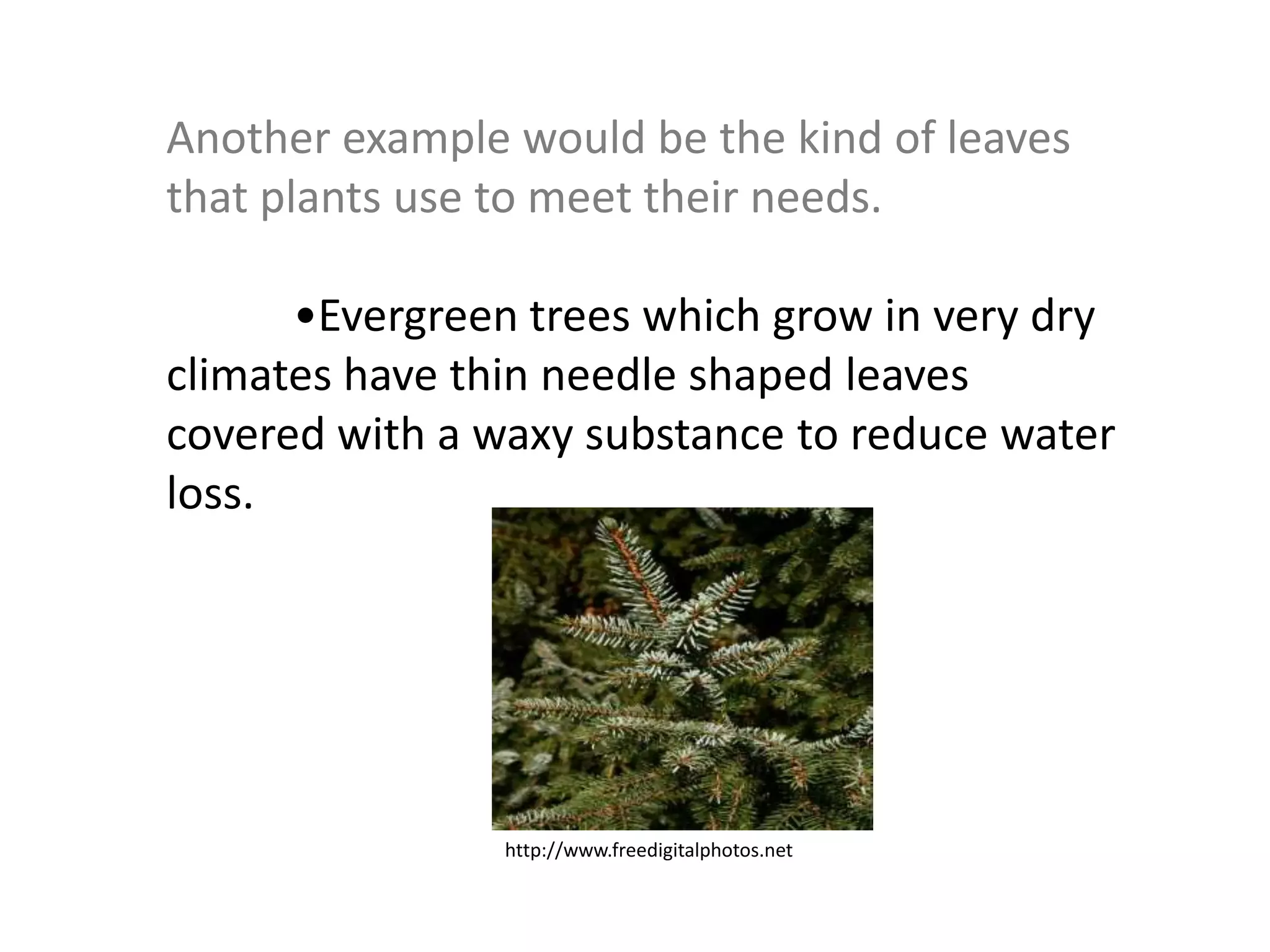 Another example would be the kind of leaves
that plants use to meet their needs.
•Evergreen trees which grow in very dry
climates have thin needle shaped leaves
covered with a waxy substance to reduce water
loss.
http://www.freedigitalphotos.net
 