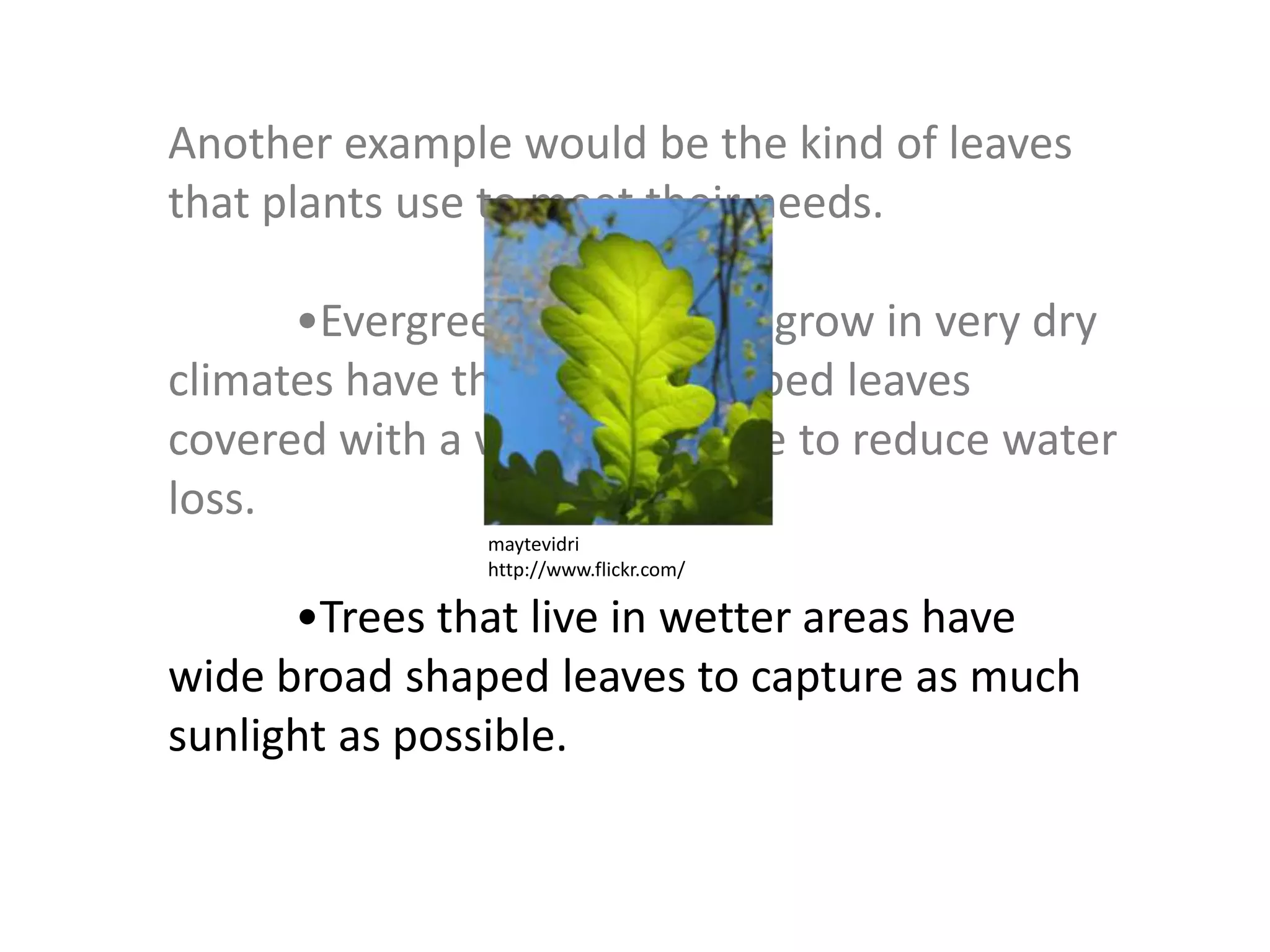 Another example would be the kind of leaves
that plants use to meet their needs.
•Evergreen trees which grow in very dry
climates have thin needle shaped leaves
covered with a waxy substance to reduce water
loss.
•Trees that live in wetter areas have
wide broad shaped leaves to capture as much
sunlight as possible.
maytevidri
http://www.flickr.com/
 