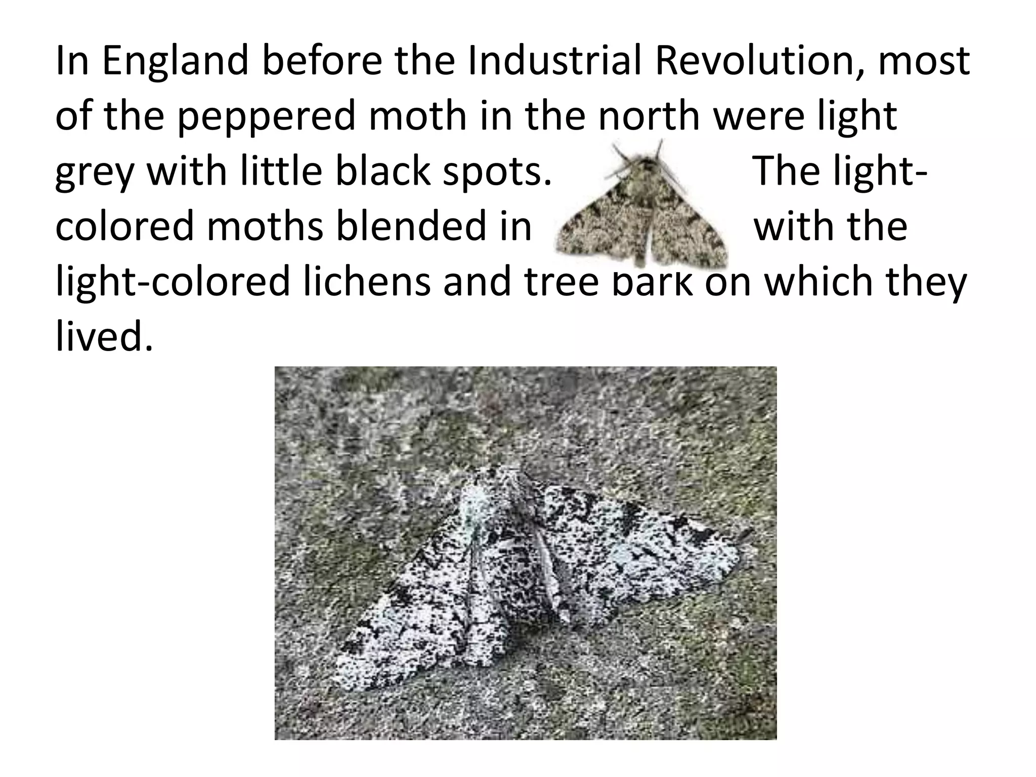 In England before the Industrial Revolution, most
of the peppered moth in the north were light
grey with little black spots. The light-
colored moths blended in with the
light-colored lichens and tree bark on which they
lived.
 