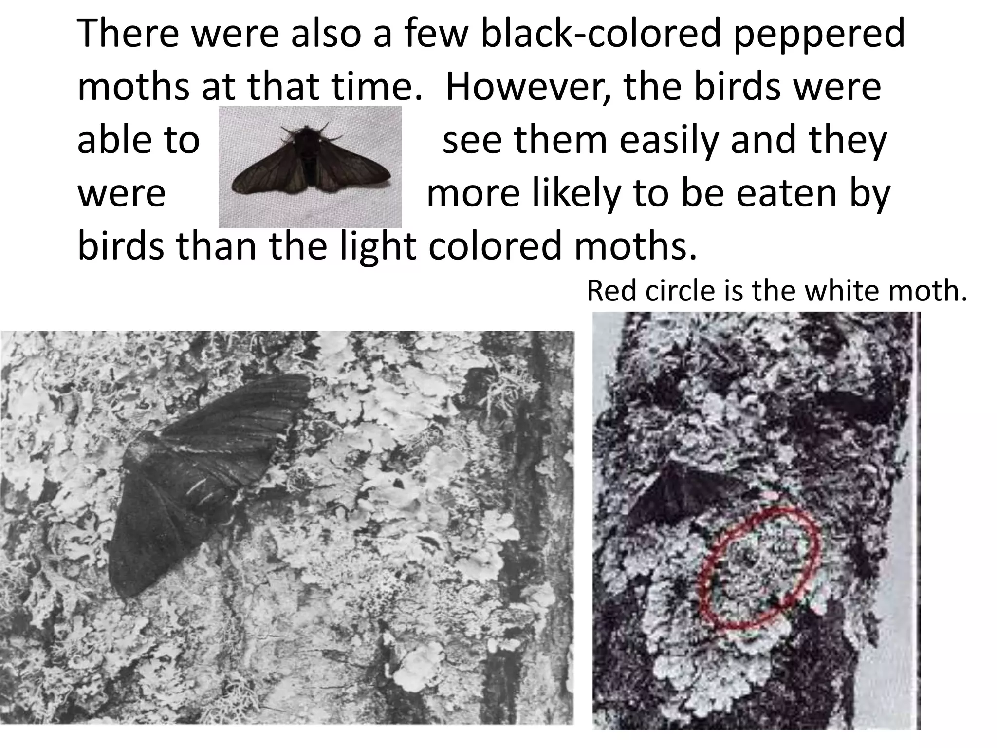 There were also a few black-colored peppered
moths at that time. However, the birds were
able to see them easily and they
were more likely to be eaten by
birds than the light colored moths.
Red circle is the white moth.
 