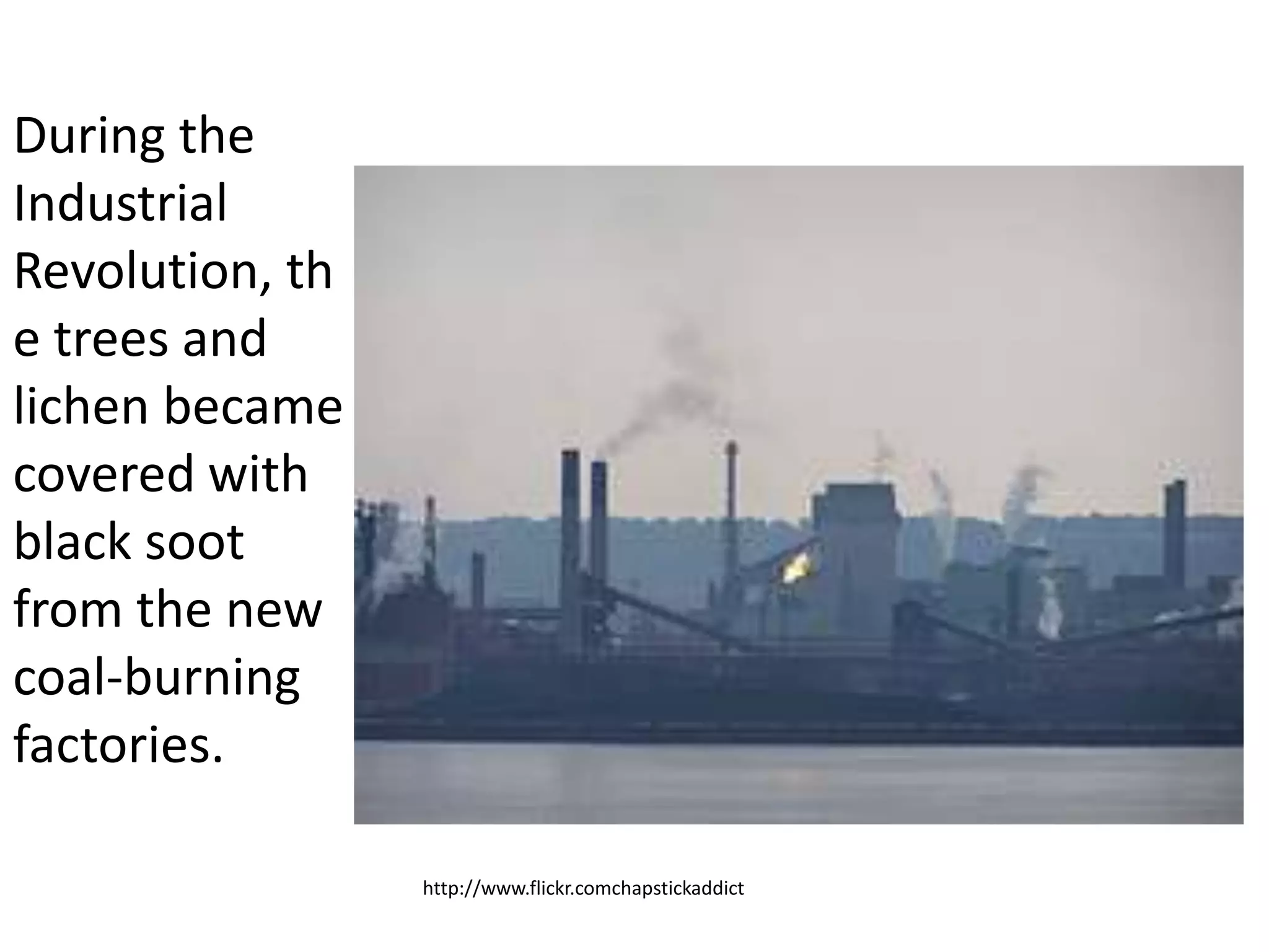 During the
Industrial
Revolution, th
e trees and
lichen became
covered with
black soot
from the new
coal-burning
factories.
http://www.flickr.comchapstickaddict
 