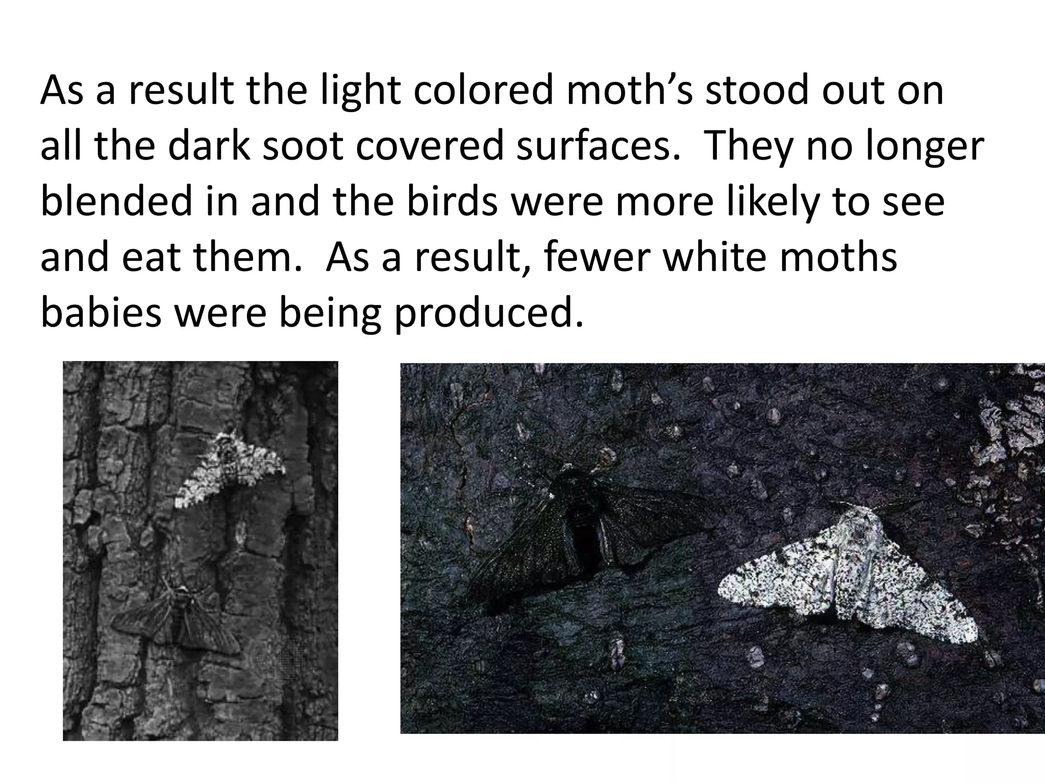 As a result the light colored moth’s stood out on
all the dark soot covered surfaces. They no longer
blended in and the birds were more likely to see
and eat them. As a result, fewer white moths
babies were being produced.
 