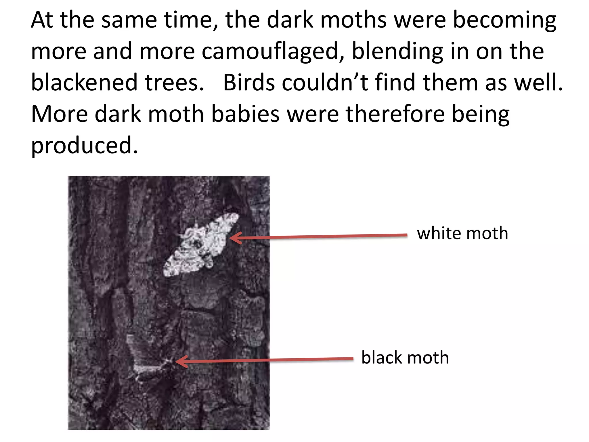 At the same time, the dark moths were becoming
more and more camouflaged, blending in on the
blackened trees. Birds couldn’t find them as well.
More dark moth babies were therefore being
produced.
white moth
black moth
 