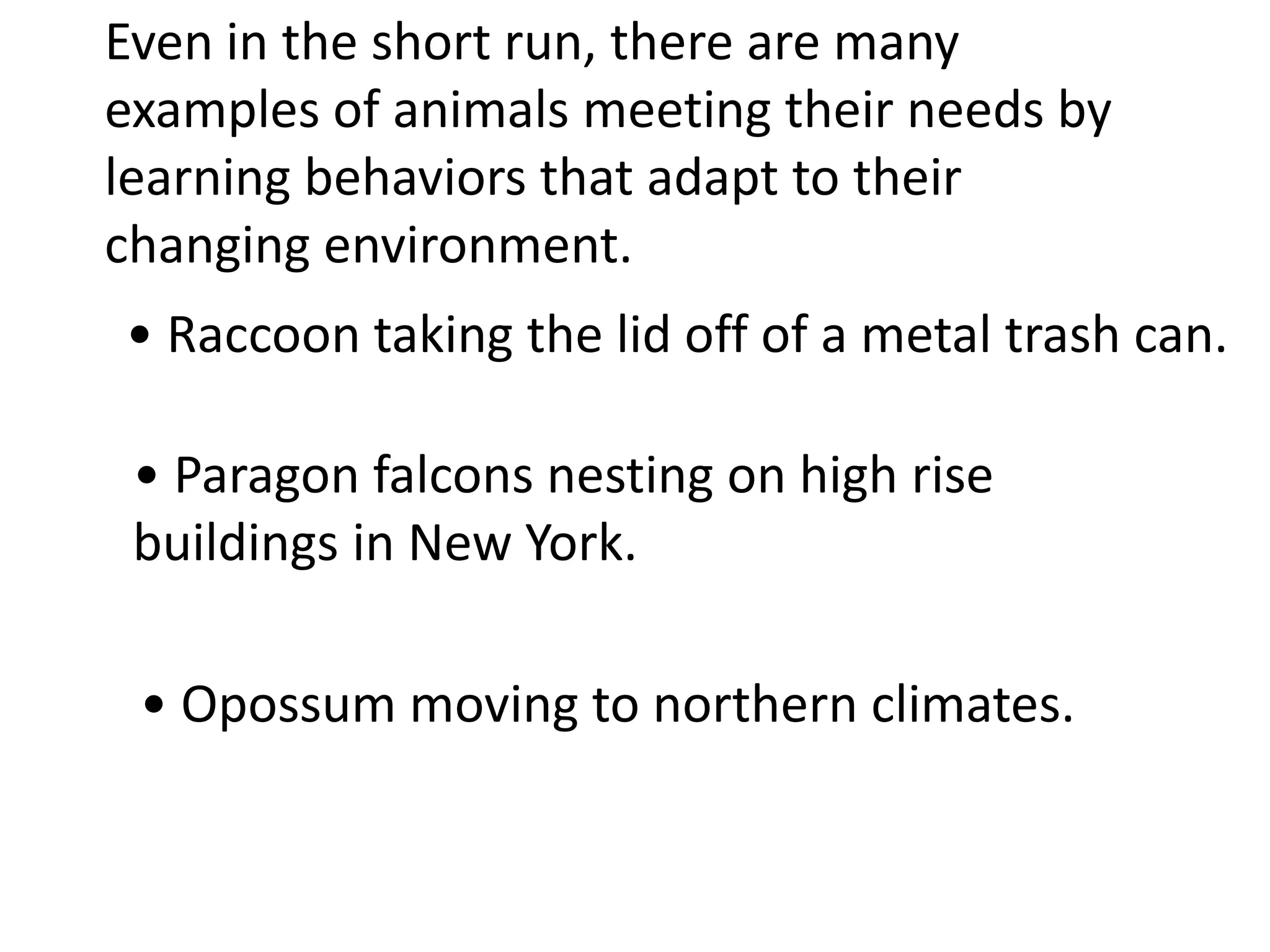 • Paragon falcons nesting on high rise
buildings in New York.
Even in the short run, there are many
examples of animals meeting their needs by
learning behaviors that adapt to their
changing environment.
• Raccoon taking the lid off of a metal trash can.
• Opossum moving to northern climates.
 