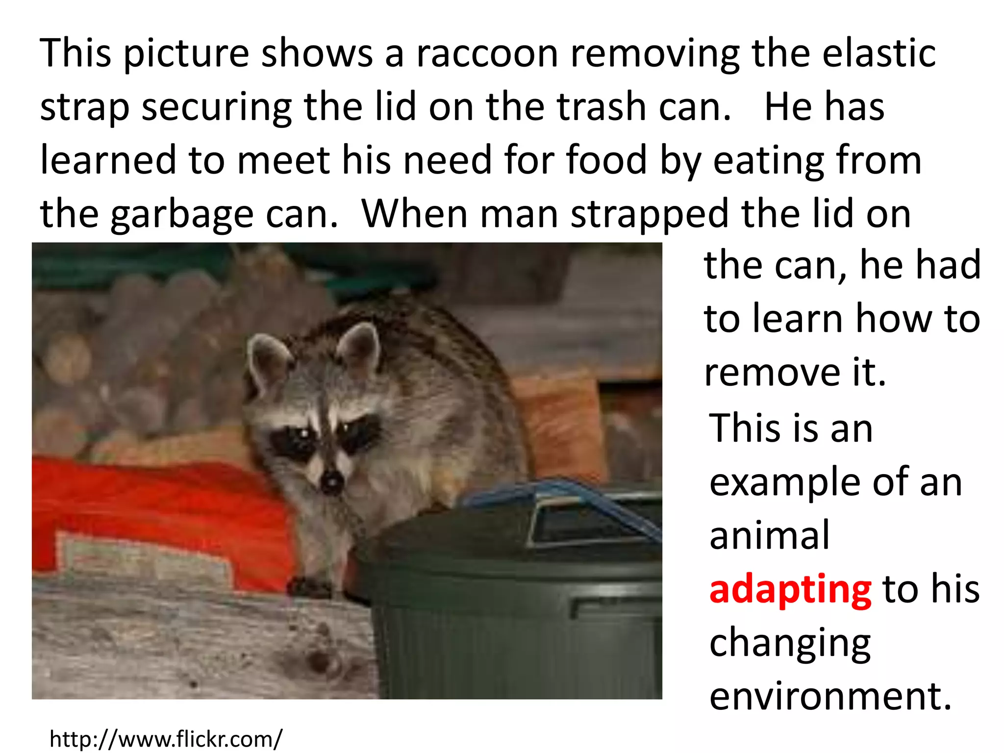 This picture shows a raccoon removing the elastic
strap securing the lid on the trash can. He has
learned to meet his need for food by eating from
the garbage can. When man strapped the lid on
This is an
example of an
animal
adapting to his
changing
environment.
http://www.flickr.com/
the can, he had
to learn how to
remove it.
 