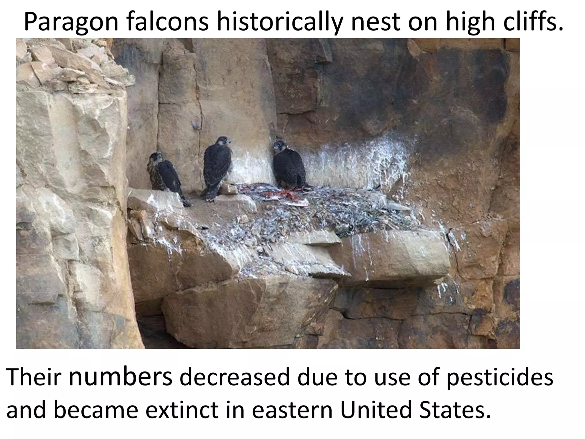 Paragon falcons historically nest on high cliffs.
Their numbers decreased due to use of pesticides
and became extinct in eastern United States.
 