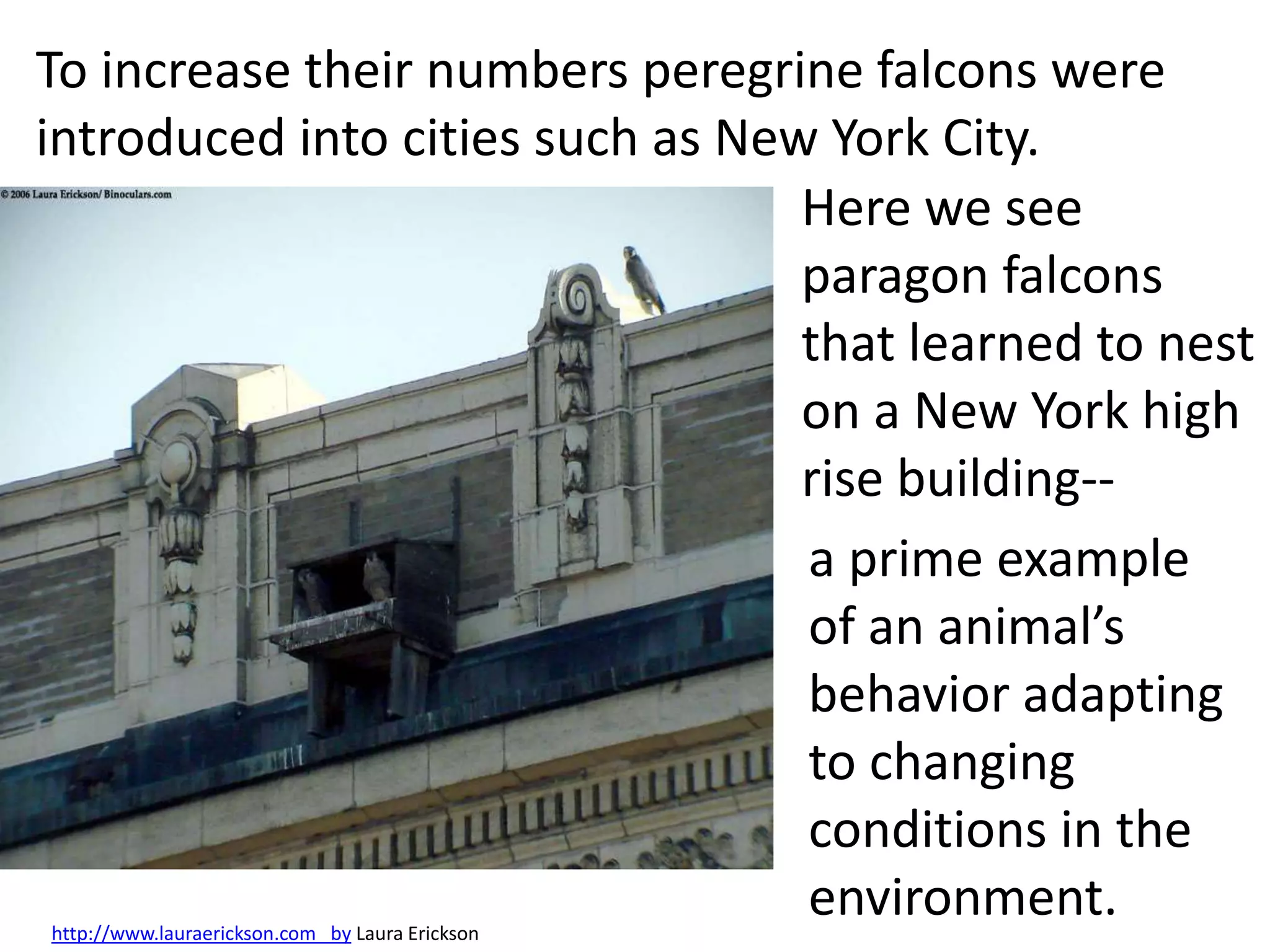 http://www.lauraerickson.com by Laura Erickson
Here we see
paragon falcons
that learned to nest
on a New York high
rise building--
a prime example
of an animal’s
behavior adapting
to changing
conditions in the
environment.
To increase their numbers peregrine falcons were
introduced into cities such as New York City.
 
