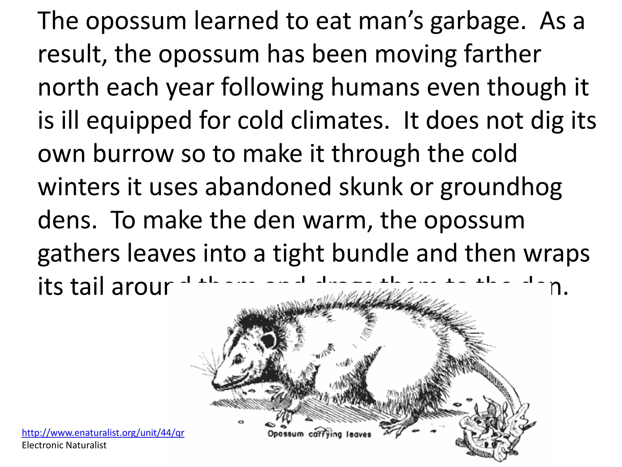 The opossum learned to eat man’s garbage. As a
result, the opossum has been moving farther
north each year following humans even though it
is ill equipped for cold climates. It does not dig its
own burrow so to make it through the cold
winters it uses abandoned skunk or groundhog
dens. To make the den warm, the opossum
gathers leaves into a tight bundle and then wraps
its tail around them and drags them to the den.
http://www.enaturalist.org/unit/44/qr
Electronic Naturalist
 