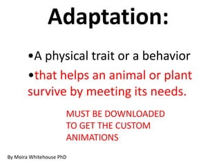 Adaptation:
MUST BE DOWNLOADED
TO GET THE CUSTOM
ANIMATIONS
By Moira Whitehouse PhD
•A physical trait or a behavior
•that helps an animal or plant
survive by meeting its needs.
 