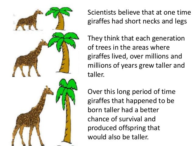 GIRAFFE Million Note ~ Fantasy Note ~ Acacia Tree; Multiple Girafees