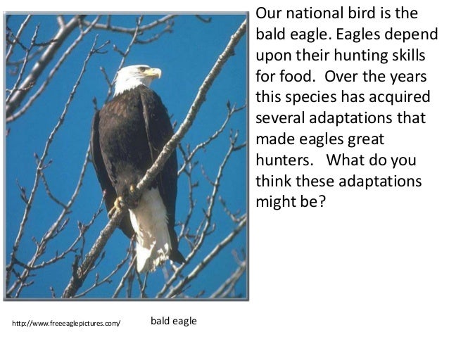 talons of the eagle preface The eagle's talons the american key to understanding how and why the united states might employ its military power in the futurecontents foreword preface. talons of the eagle preface The eagle's talons the american key to understanding how and why the united states might employ its military power in the futurecontents foreword preface.