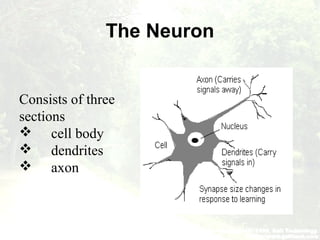 The Neuron
Consists of three
sections
 cell body
 dendrites
 axon
 