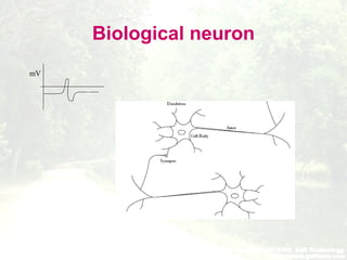Biological neuron
mV
 