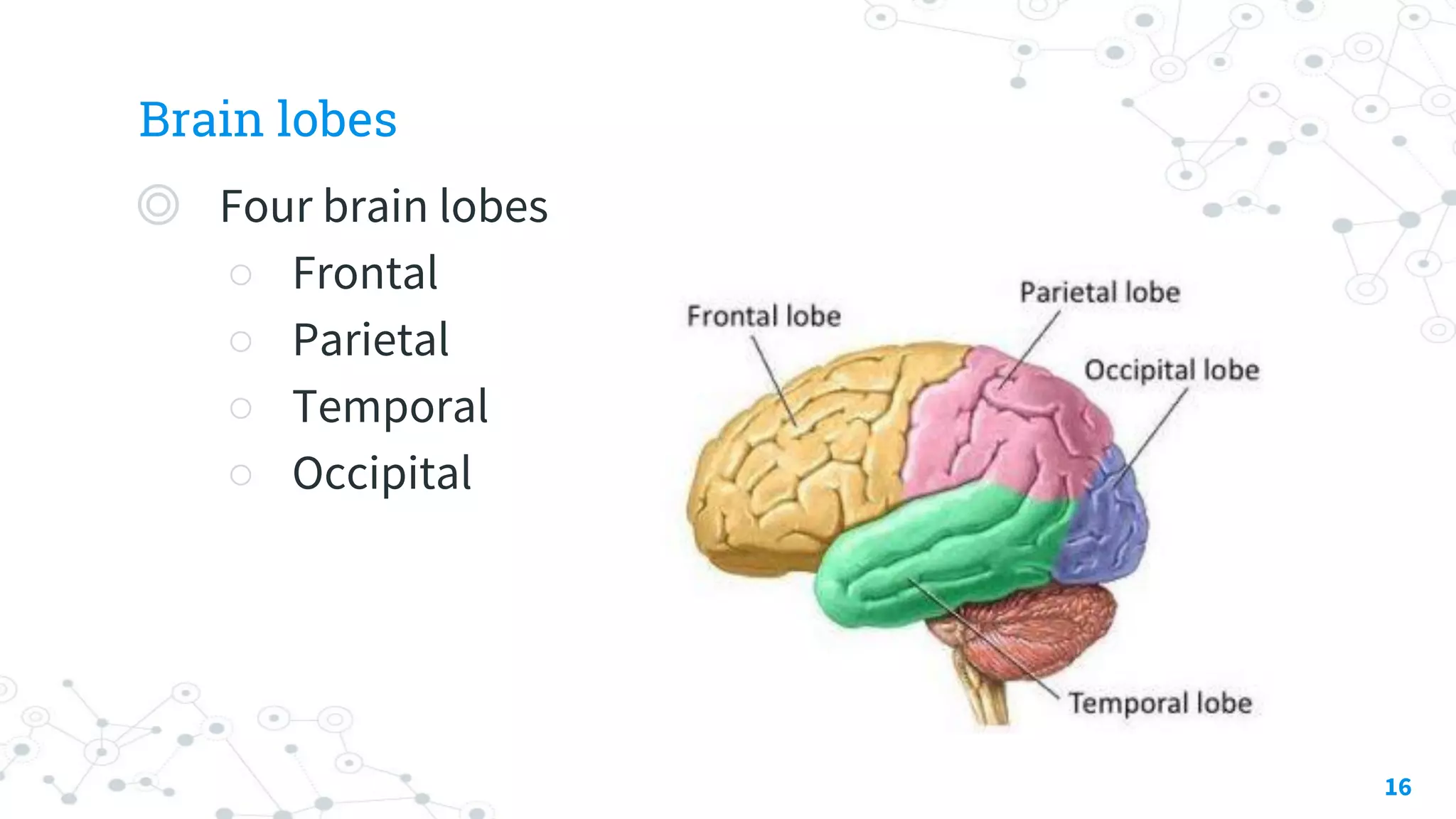 Brain lobes
◎ Four brain lobes
○ Frontal
○ Parietal
○ Temporal
○ Occipital
16
 