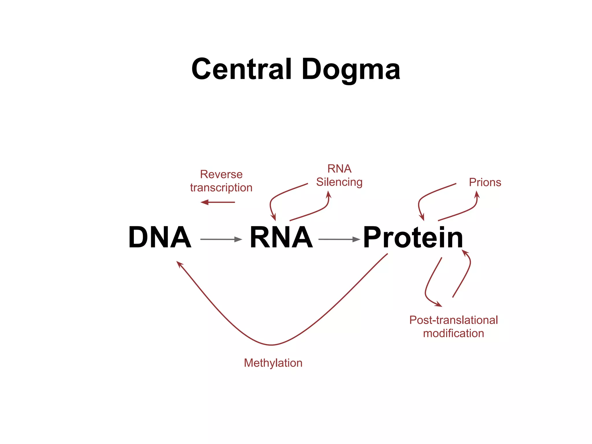 Central Dogma


    Reverse                  RNA
  transcription            Silencing               Prions




DNA           RNA                  Protein

                                       Post-translational
                                         modification

             Methylation
 