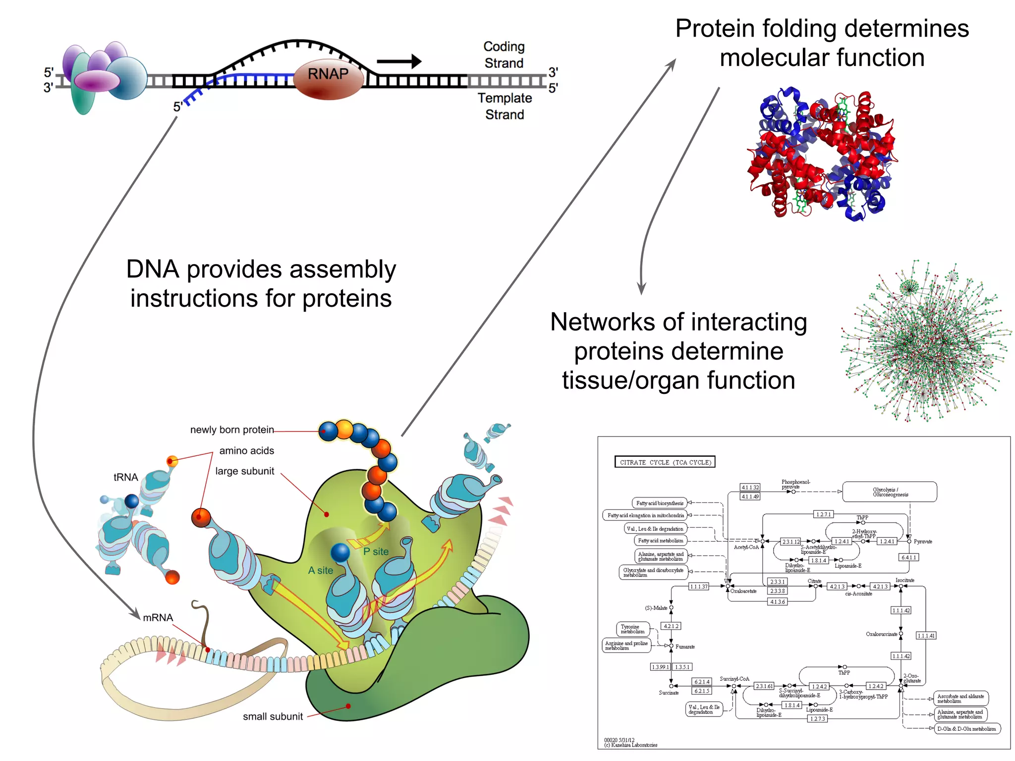 Protein folding determines
                                           molecular function




DNA provides assembly
instructions for proteins
                            Networks of interacting
                               proteins determine
                             tissue/organ function
 