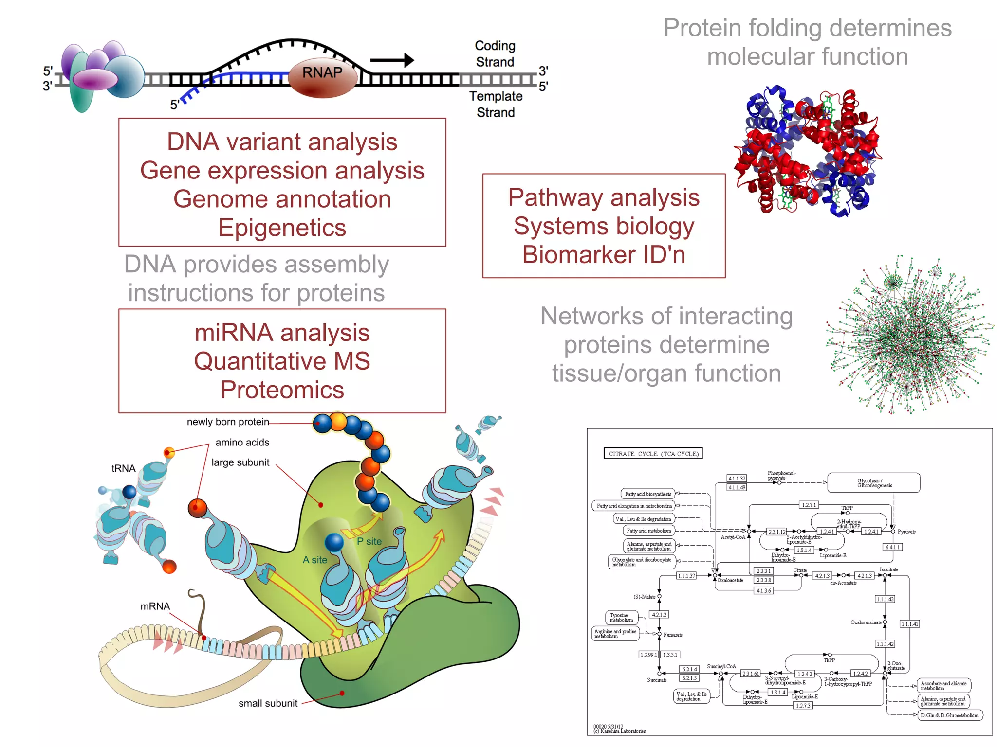 Protein folding determines
                                             molecular function


    DNA variant analysis
 Gene expression analysis
     Genome annotation      Pathway analysis
         Epigenetics        Systems biology
DNA provides assembly        Biomarker ID'n
instructions for proteins
                              Networks of interacting
     miRNA analysis              proteins determine
     Quantitative MS           tissue/organ function
       Proteomics
 