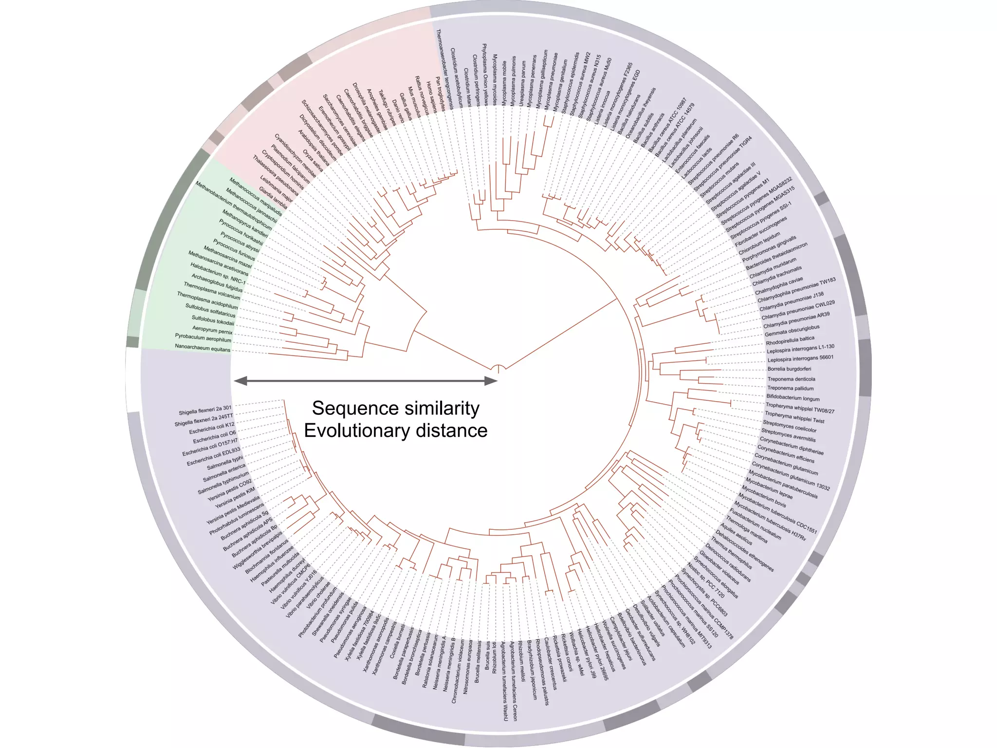 Sequence similarity
Evolutionary distance
 