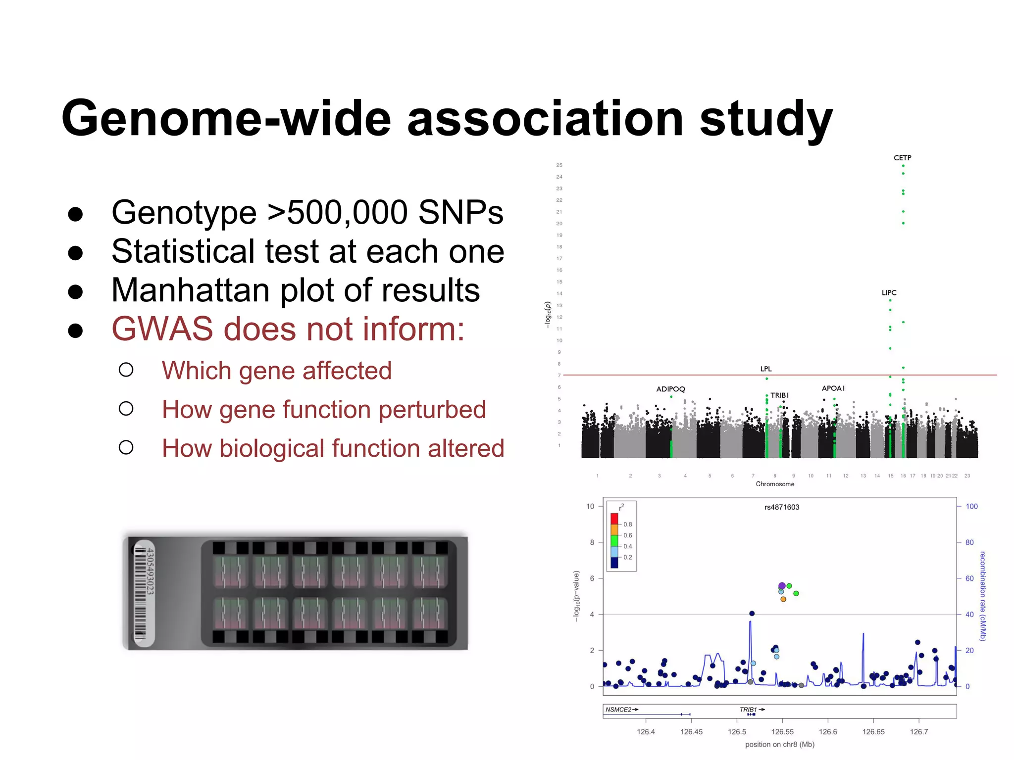 Genome-wide association study
●   Genotype >500,000 SNPs
●   Statistical test at each one
●   Manhattan plot of results
●   GWAS does not inform:
    ○ Which gene affected
    ○ How gene function perturbed
    ○ How biological function altered
 