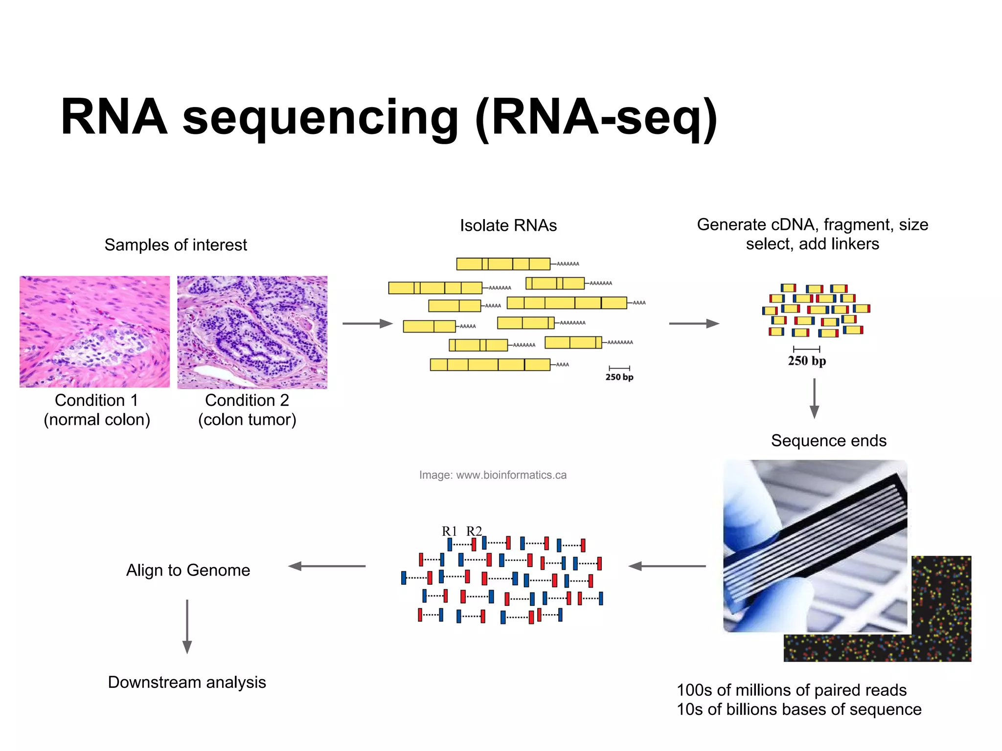 RNA sequencing (RNA-seq)
                                          Isolate RNAs              Generate cDNA, fragment, size
       Samples of interest                                               select, add linkers




  Condition 1       Condition 2
(normal colon)     (colon tumor)
                                                                              Sequence ends
                                   Image: www.bioinformatics.ca




          Align to Genome




        Downstream analysis                                       100s of millions of paired reads
                                                                  10s of billions bases of sequence
 