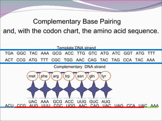 Complementary Base In Math Complementary Base Pairing Chart