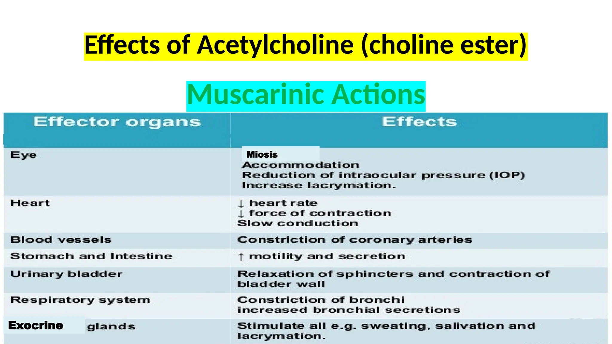 Effects of Acetylcholine (choline ester)
Muscarinic Actions
Miosis
Exocrine
 