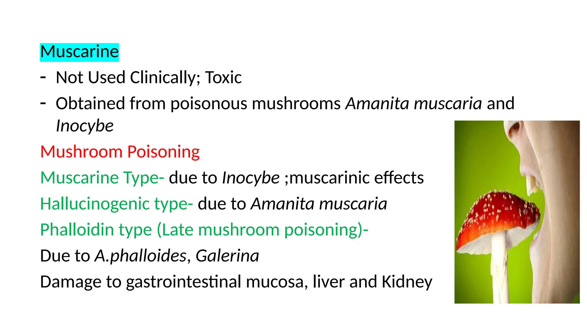 Muscarine
- Not Used Clinically; Toxic
- Obtained from poisonous mushrooms Amanita muscaria and
Inocybe
Mushroom Poisoning
Muscarine Type- due to Inocybe ;muscarinic effects
Hallucinogenic type- due to Amanita muscaria
Phalloidin type (Late mushroom poisoning)-
Due to A.phalloides, Galerina
Damage to gastrointestinal mucosa, liver and Kidney
 