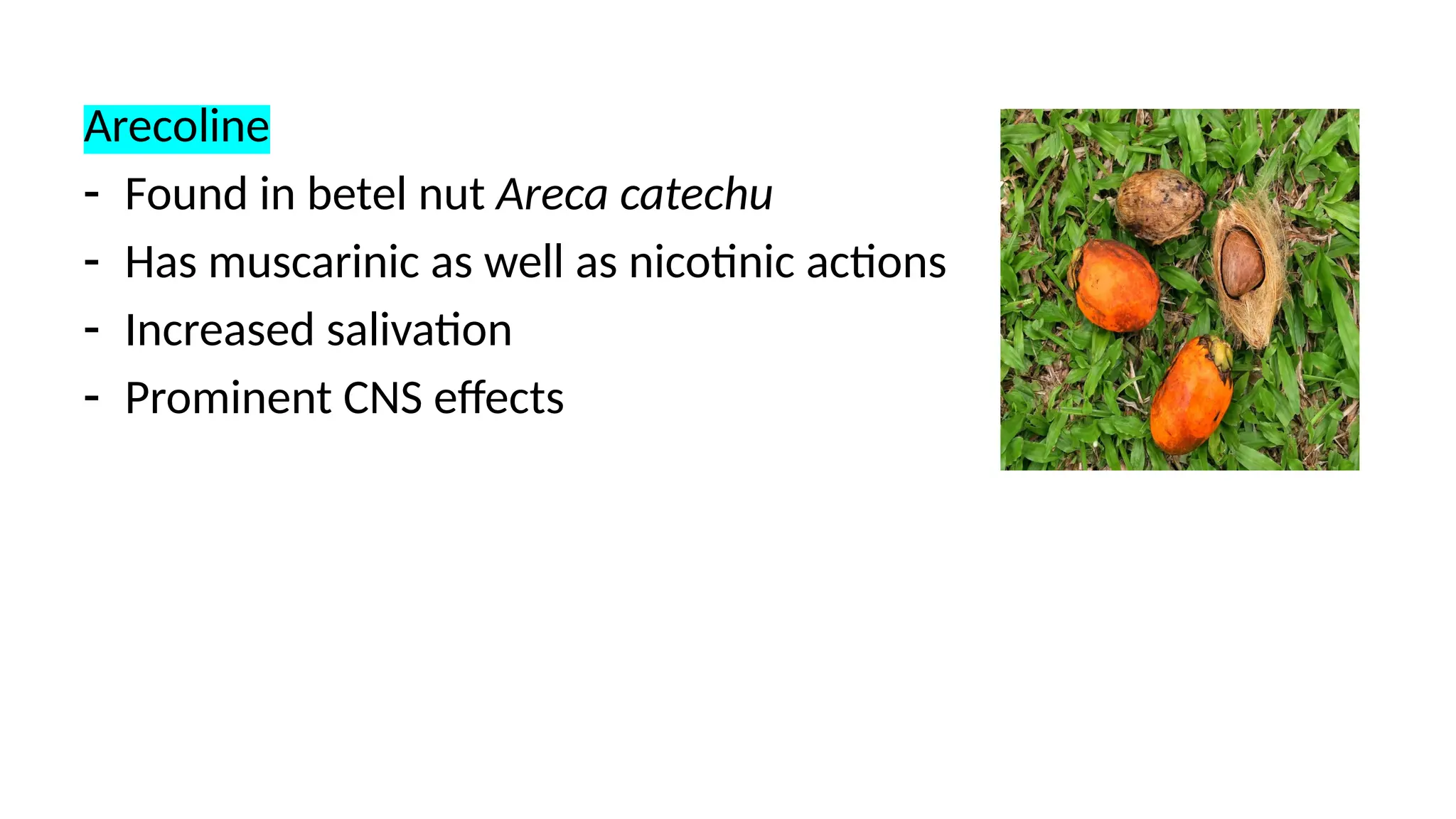 Arecoline
- Found in betel nut Areca catechu
- Has muscarinic as well as nicotinic actions
- Increased salivation
- Prominent CNS effects
 