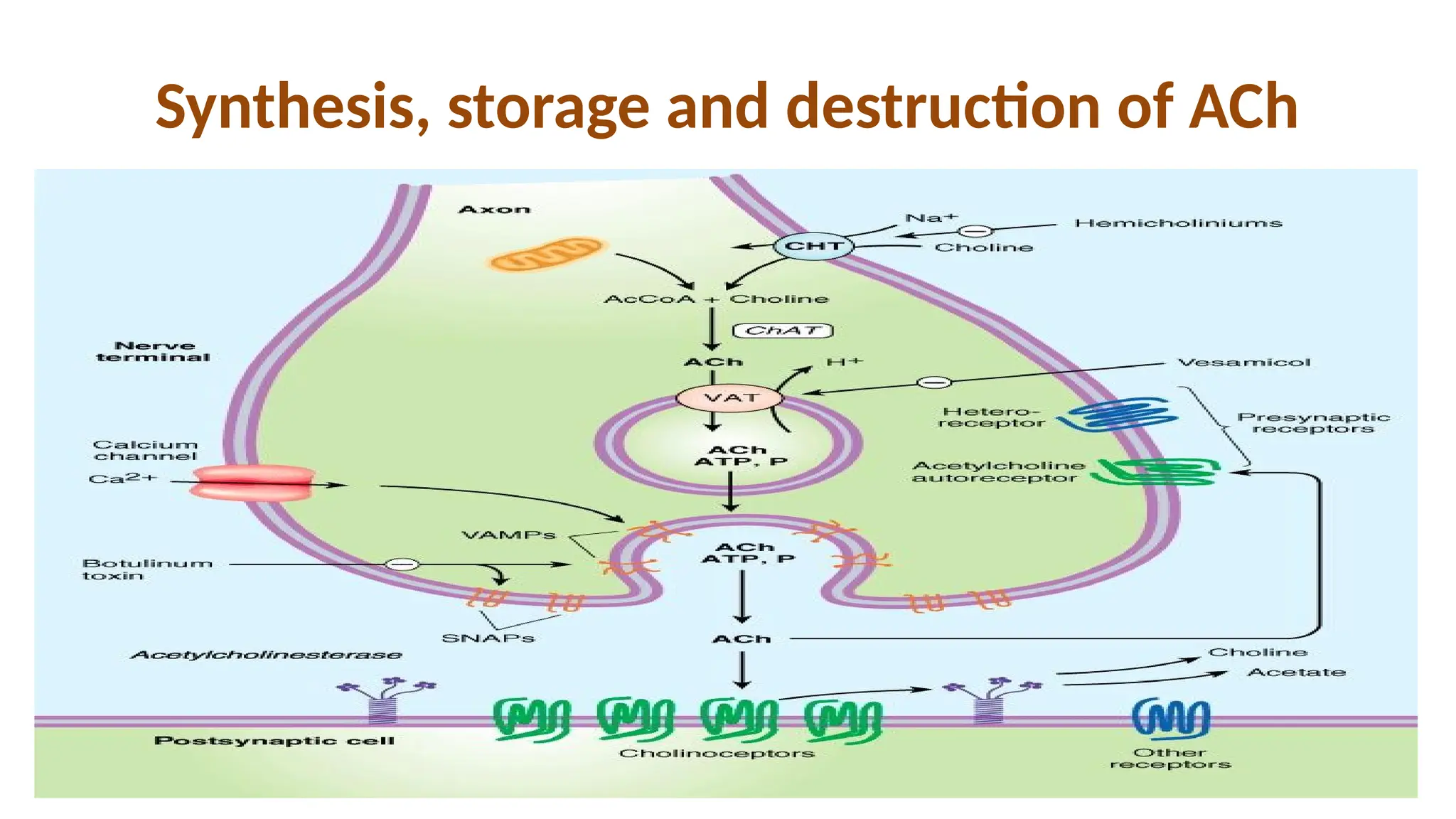 Synthesis, storage and destruction of ACh
 