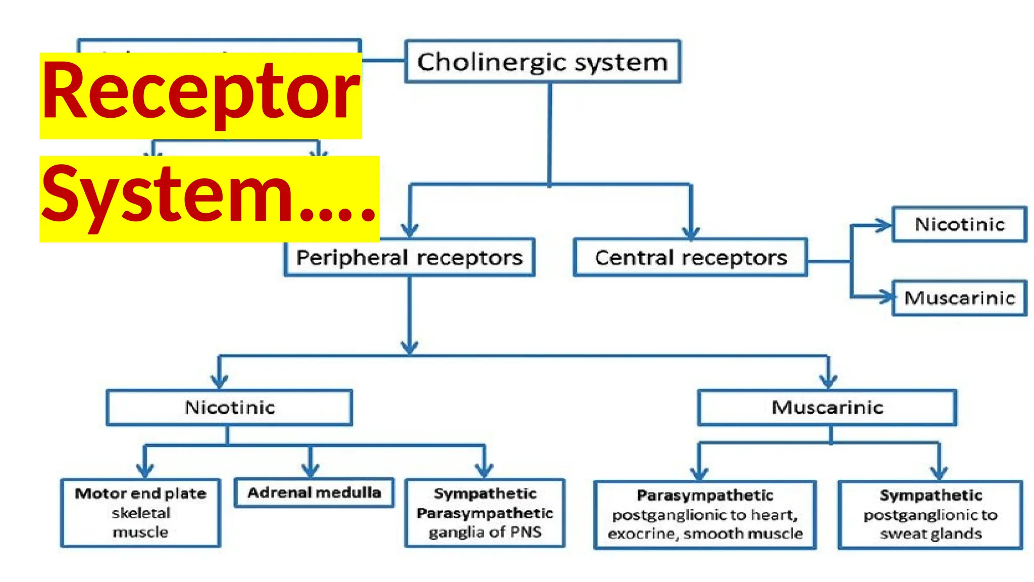 Receptor
System….
 