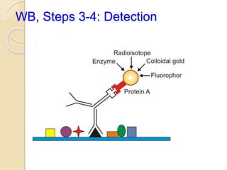 WB, Steps 3-4: Detection
 