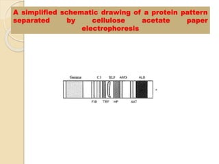 A simplified schematic drawing of a protein pattern
separated by cellulose acetate paper
electrophoresis
 