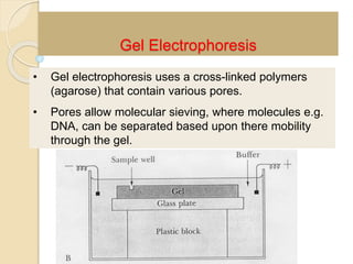 Gel Electrophoresis
• Gel electrophoresis uses a cross-linked polymers
(agarose) that contain various pores.
• Pores allow molecular sieving, where molecules e.g.
DNA, can be separated based upon there mobility
through the gel.
 