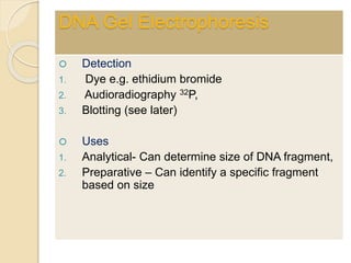  Detection
1. Dye e.g. ethidium bromide
2. Audioradiography 32P,
3. Blotting (see later)
 Uses
1. Analytical- Can determine size of DNA fragment,
2. Preparative – Can identify a specific fragment
based on size
DNA Gel Electrophoresis
 