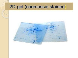 2D-gel (coomassie stained)
 