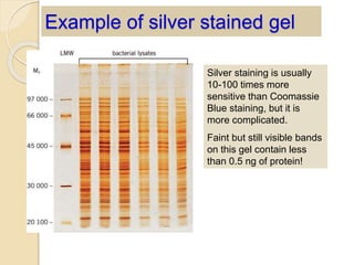 Example of silver stained gel
Silver staining is usually
10-100 times more
sensitive than Coomassie
Blue staining, but it is
more complicated.
Faint but still visible bands
on this gel contain less
than 0.5 ng of protein!
 