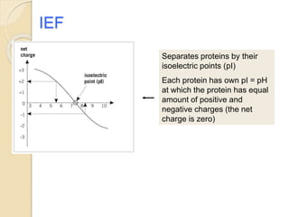 IEF
Separates proteins by their
isoelectric points (pI)
Each protein has own pI = pH
at which the protein has equal
amount of positive and
negative charges (the net
charge is zero)
 