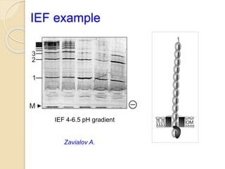 IEF example
Zavialov A.
IEF 4-6.5 pH gradient
 