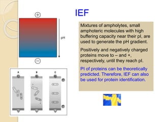 IEF
Mixtures of ampholytes, small
amphoteric molecules with high
buffering capacity near their pI, are
used to generate the pH gradient.
Positively and negatively charged
proteins move to – and +,
respectively, until they reach pI.
PI of proteins can be theoretically
predicted. Therefore, IEF can also
be used for protein identification.
 
