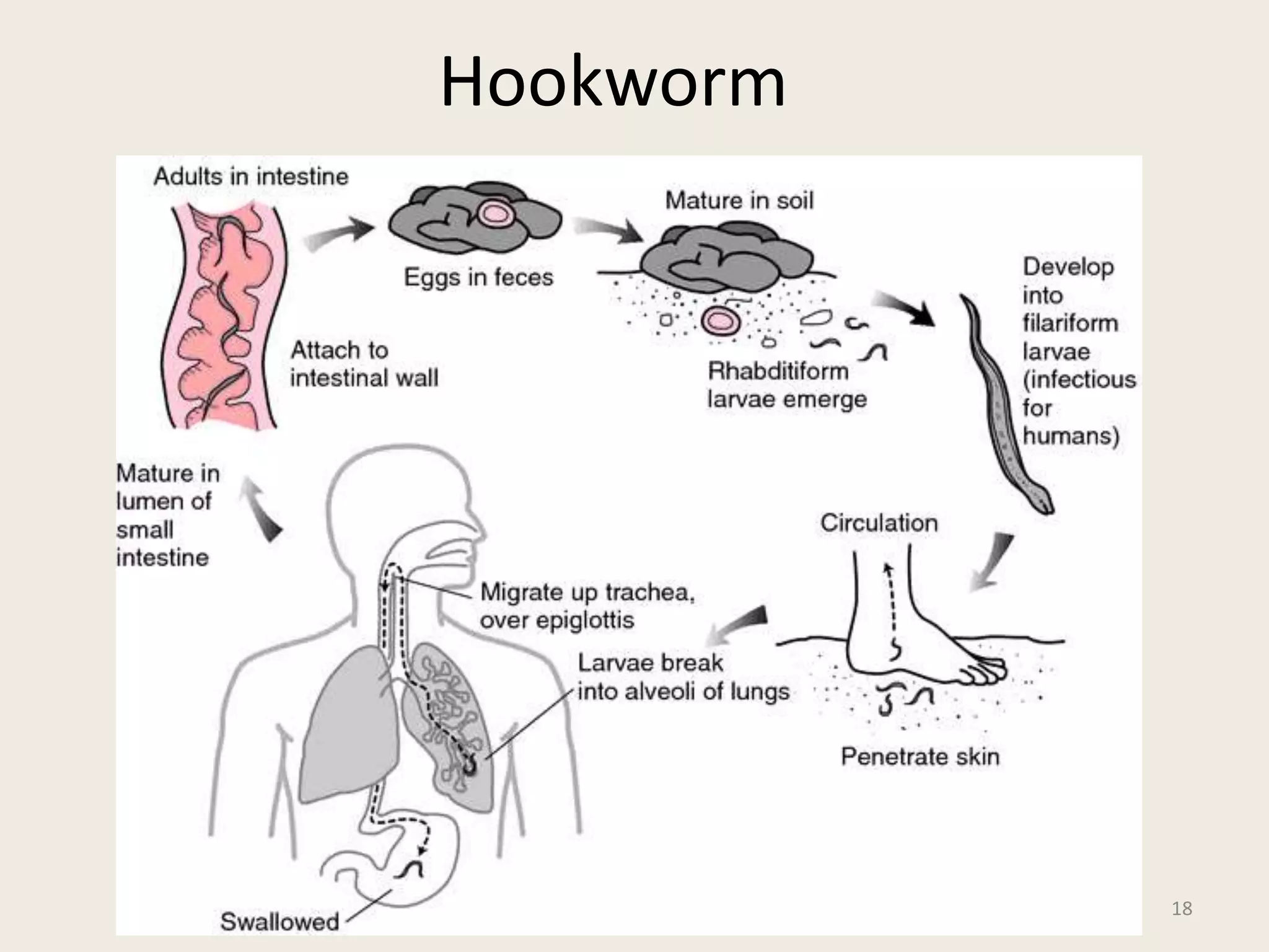 Hookworm
18
 