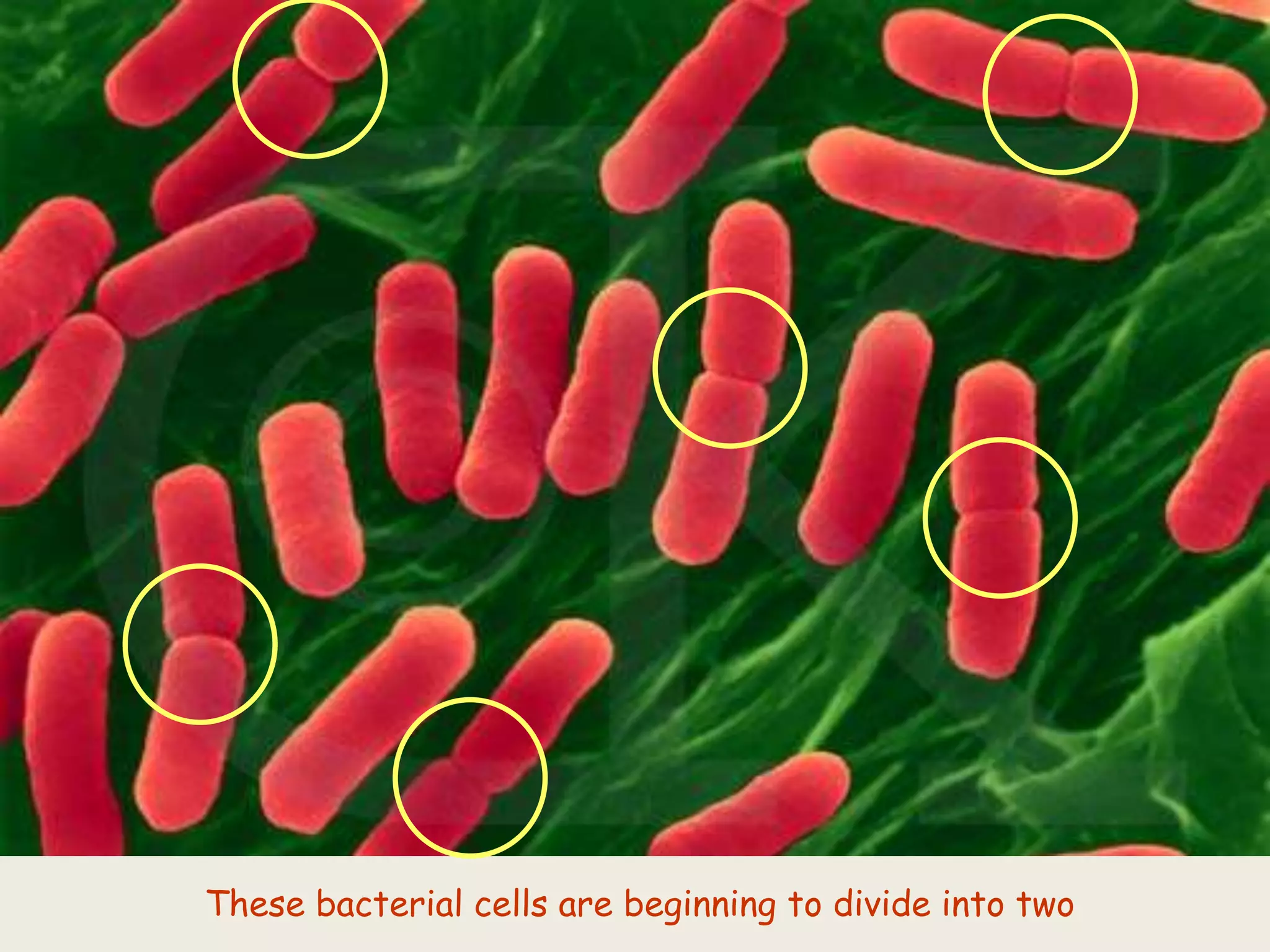 These bacterial cells are beginning to divide into two
 