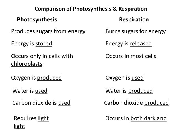 Essay On Medical Marijuana My Lab On Cellular Respiration Essay Free Essay Abstract The Effect Of Nature Of Substrates Argumentive Essay Outline also English Essay My Lab On Cellular Respiration Essay Essay Writing Service Argumentative Essay Topics On Health