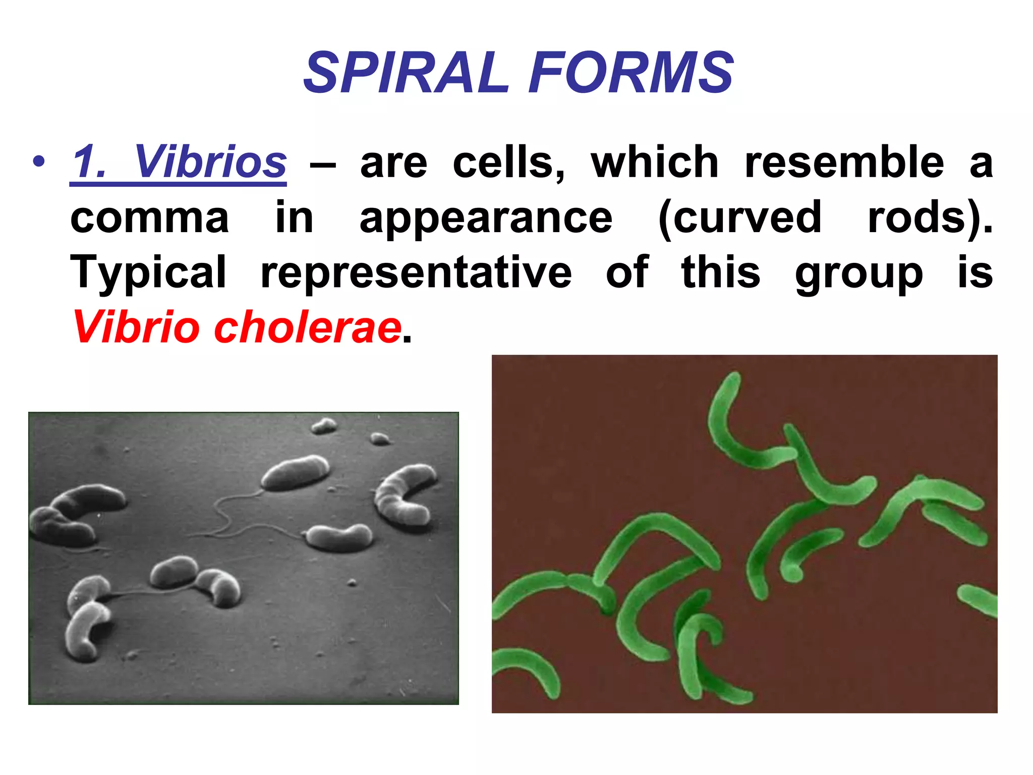 SPIRAL FORMS
• 1. Vibrios – are cells, which resemble a
comma in appearance (curved rods).
Typical representative of this group is
Vibrio cholerae.
 