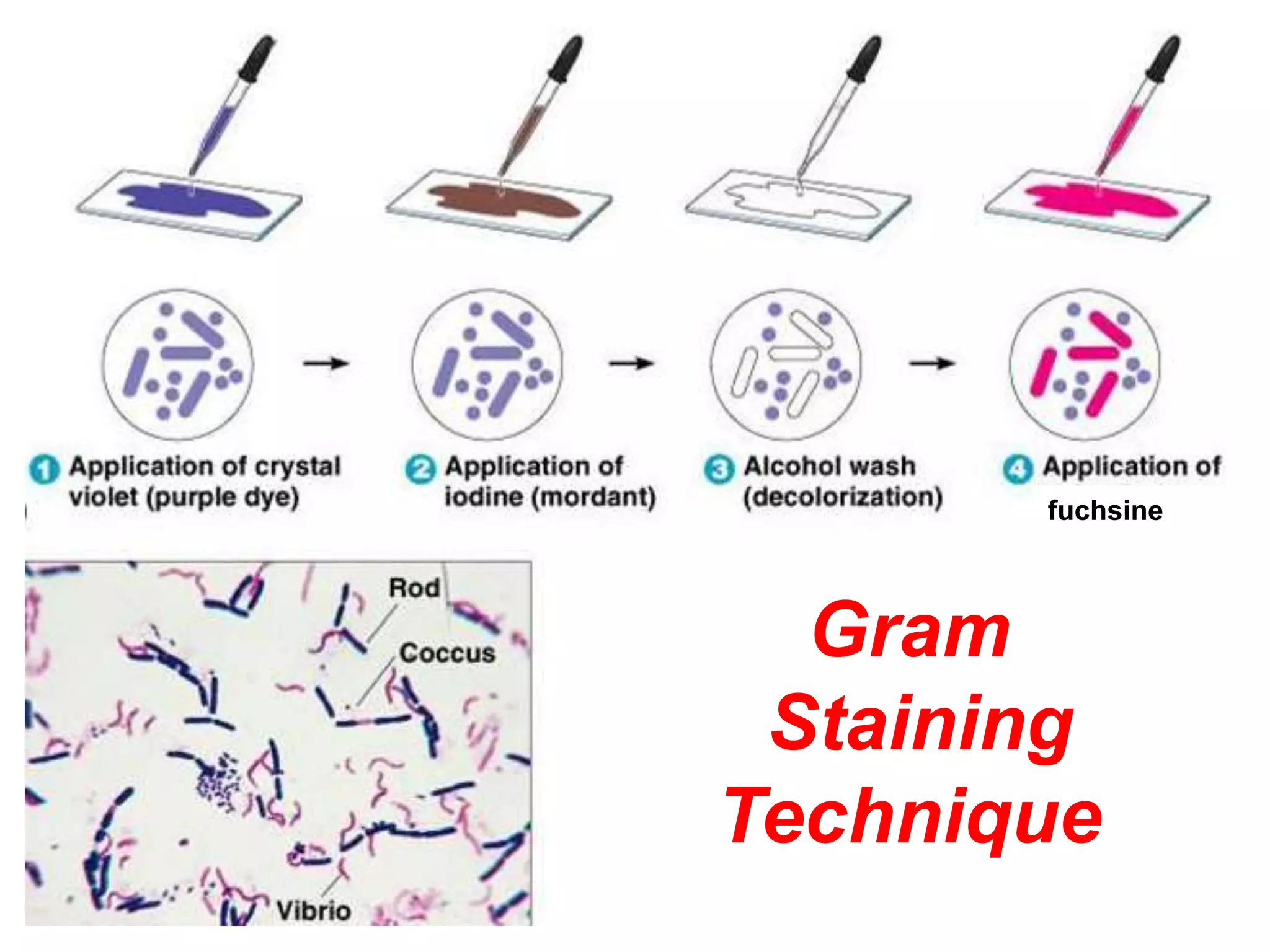 fuchsine
Gram
Staining
Technique
 