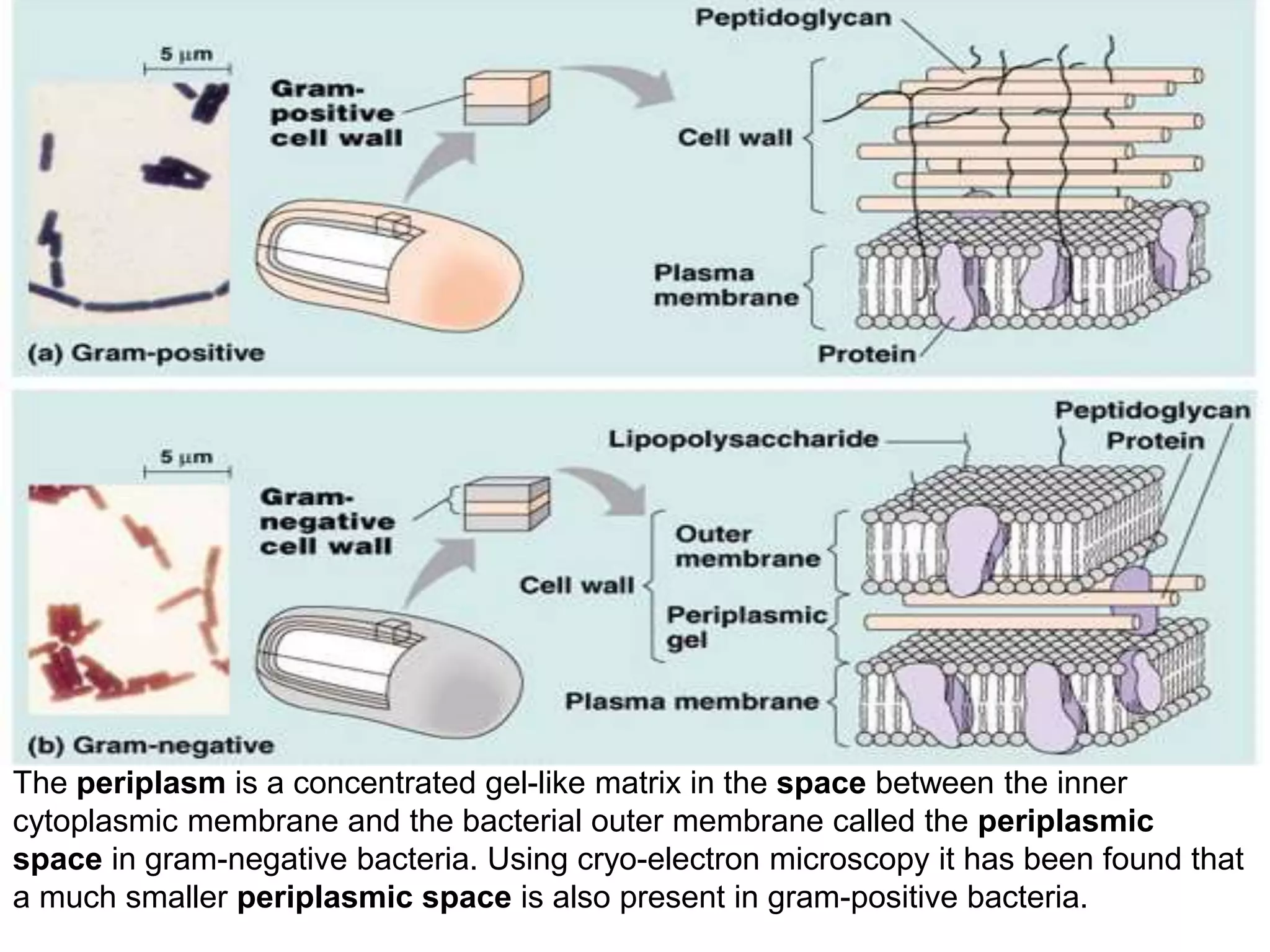 The periplasm is a concentrated gel-like matrix in the space between the inner
cytoplasmic membrane and the bacterial outer membrane called the periplasmic
space in gram-negative bacteria. Using cryo-electron microscopy it has been found that
a much smaller periplasmic space is also present in gram-positive bacteria.
 