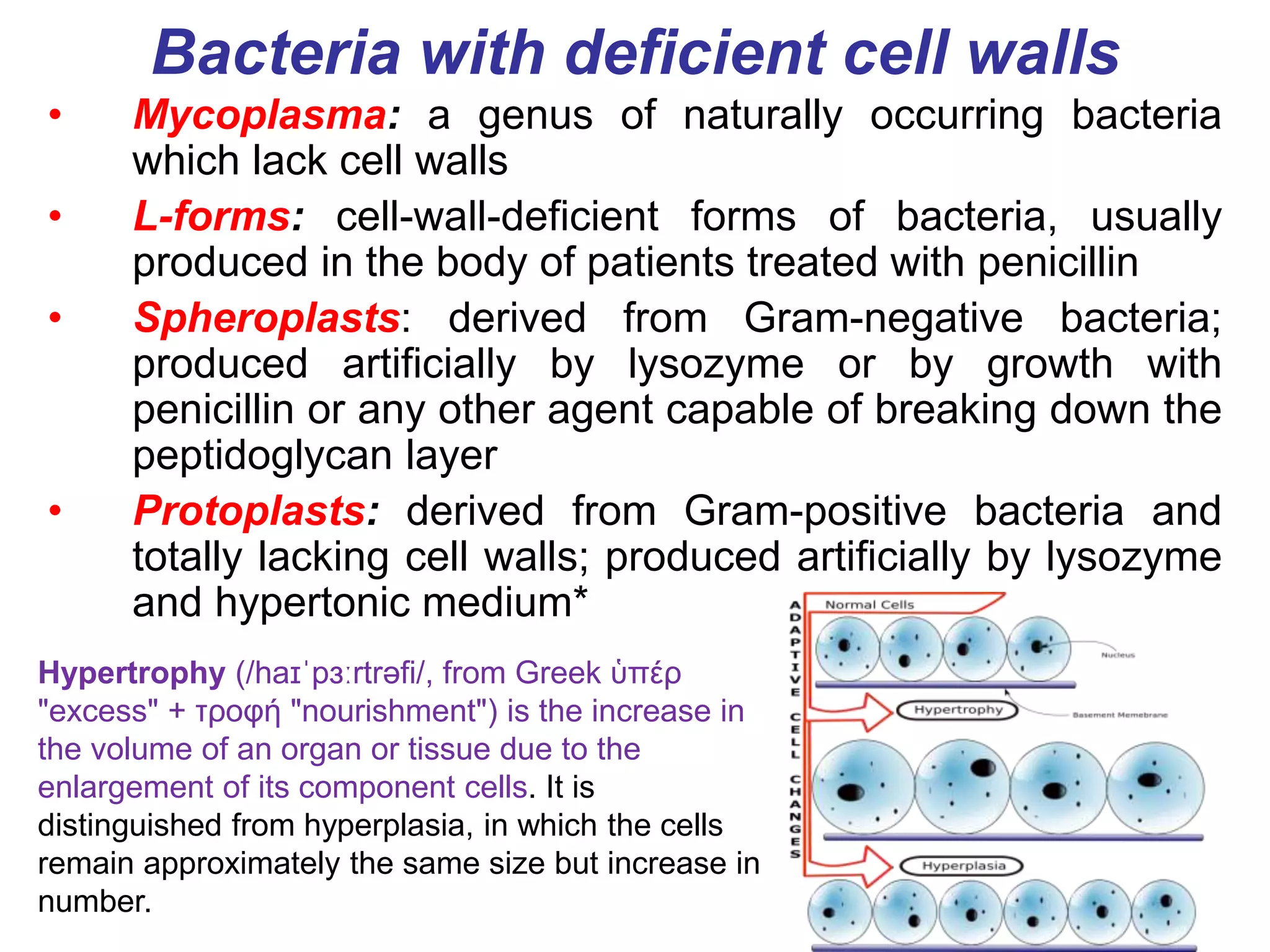 Bacteria with deficient cell walls
• Mycoplasma: a genus of naturally occurring bacteria
which lack cell walls
• L-forms: cell-wall-deficient forms of bacteria, usually
produced in the body of patients treated with penicillin
• Spheroplasts: derived from Gram-negative bacteria;
produced artificially by lysozyme or by growth with
penicillin or any other agent capable of breaking down the
peptidoglycan layer
• Protoplasts: derived from Gram-positive bacteria and
totally lacking cell walls; produced artificially by lysozyme
and hypertonic medium*
Hypertrophy (/haɪˈpɜːrtrəfi/, from Greek ὑπέρ
"excess" + τροφή "nourishment") is the increase in
the volume of an organ or tissue due to the
enlargement of its component cells. It is
distinguished from hyperplasia, in which the cells
remain approximately the same size but increase in
number.
 