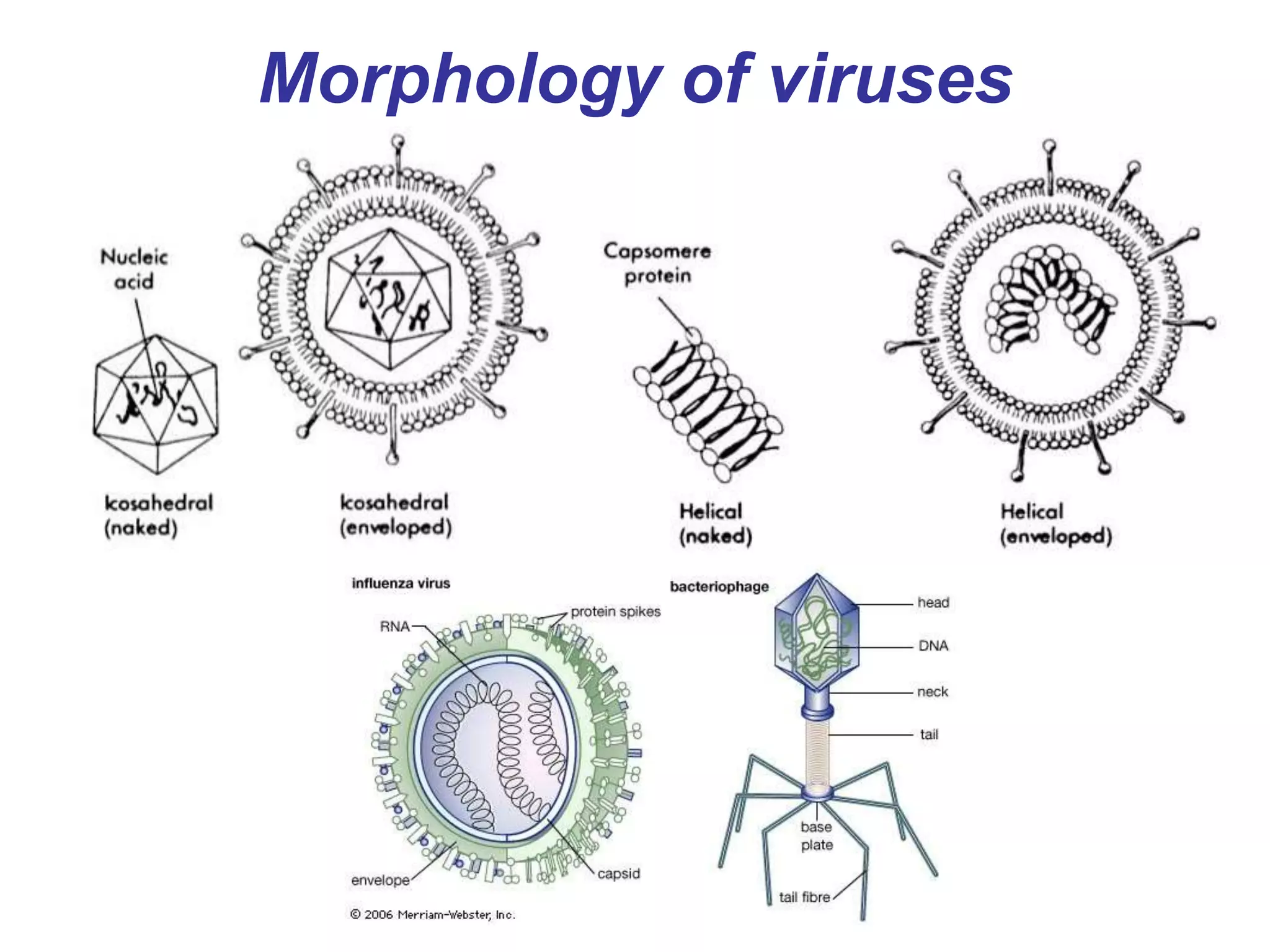 Morphology of viruses
 